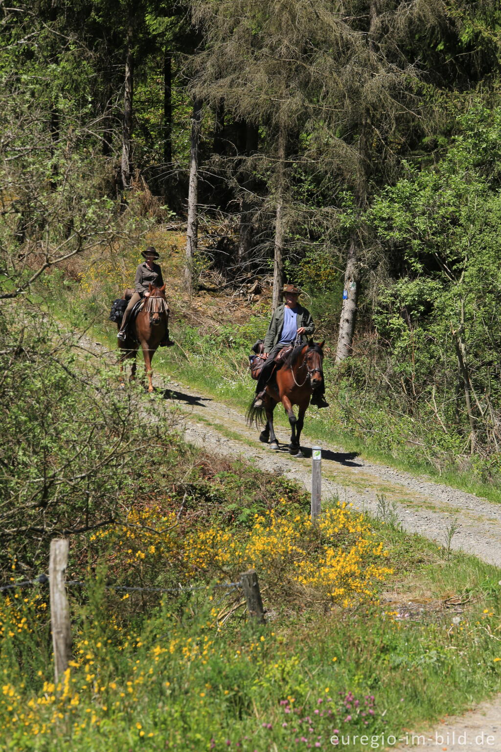 Detailansicht von Wanderreiten im Irsental