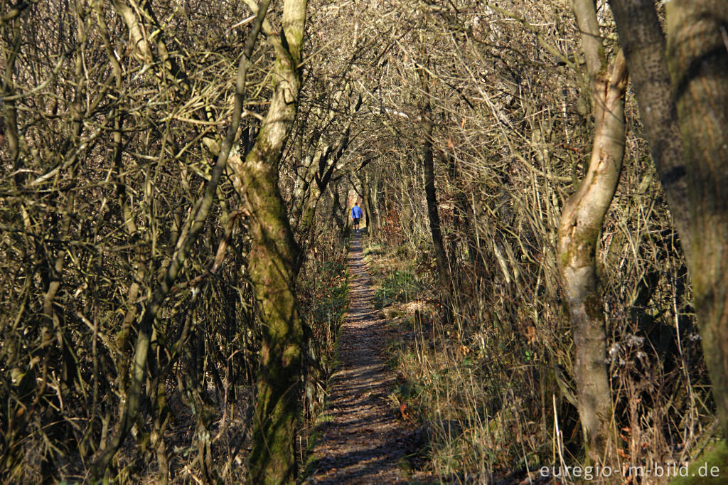 Detailansicht von Wanderweg 54 auf der Höckerlinie bei Simmerath