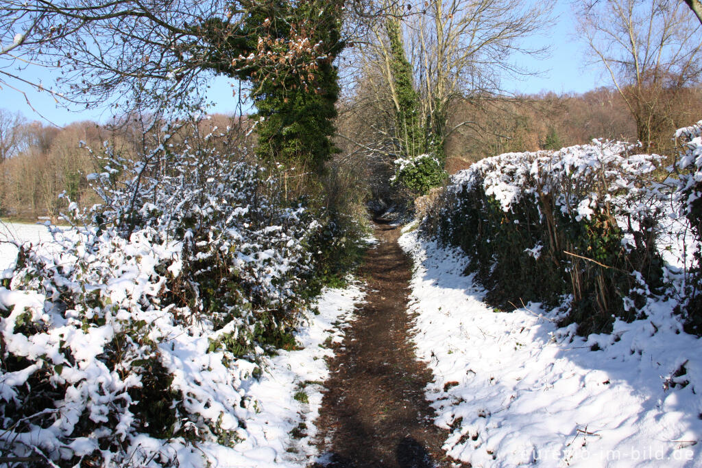 Detailansicht von Wanderweg am Südhang des Schimperbos, westlich von Gemmenich, B