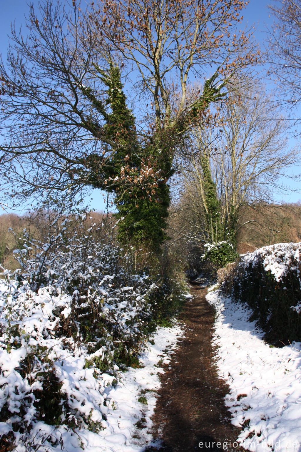 Detailansicht von Wanderweg am Südhang des Schimperbos, westlich von Gemmenich, B