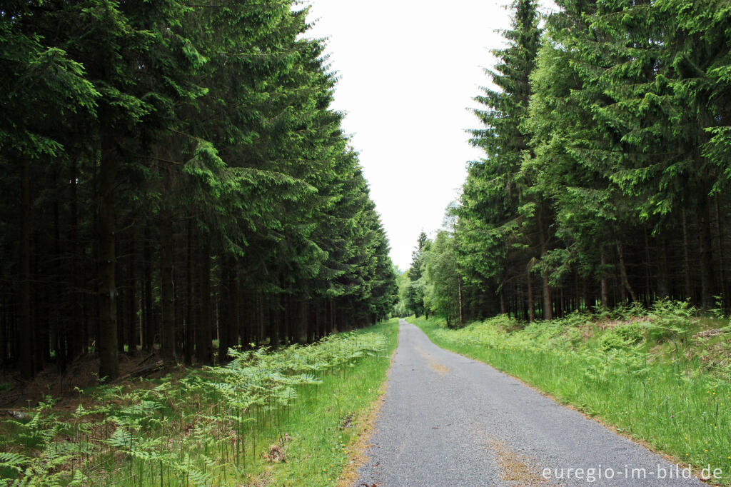 Detailansicht von Wanderweg auf dem "Grünklosterberg" südlich von Roetgen