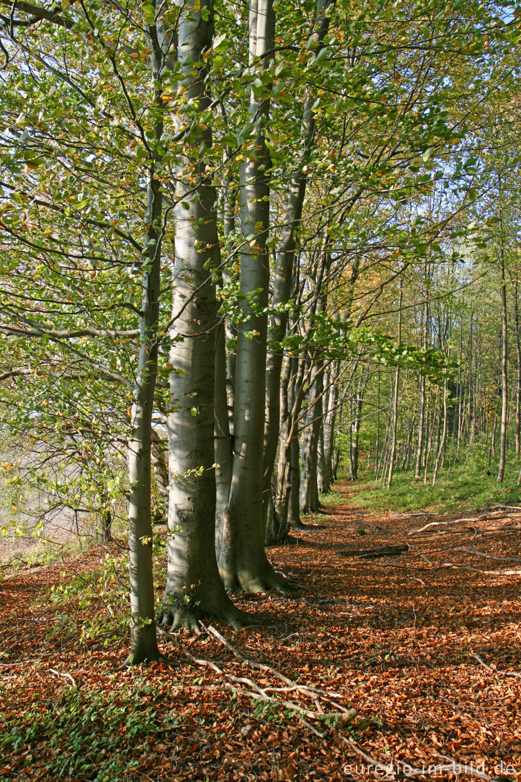 Detailansicht von Wanderweg auf dem Schneeberg 