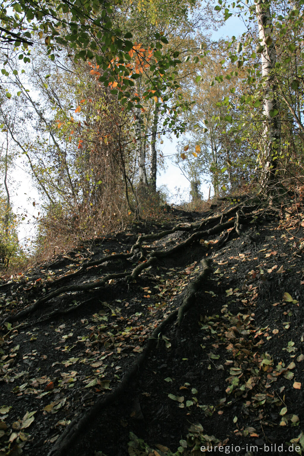 Detailansicht von Wanderweg auf der Halde Adolf, Herzogenrath Merkstein