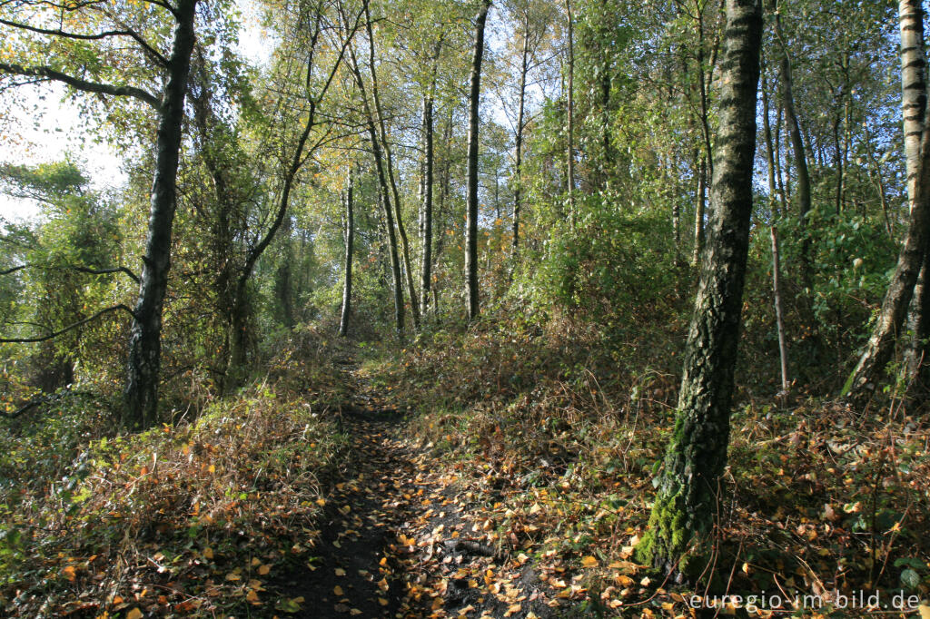 Detailansicht von Wanderweg auf der Halde Adolf, Herzogenrath Merkstein