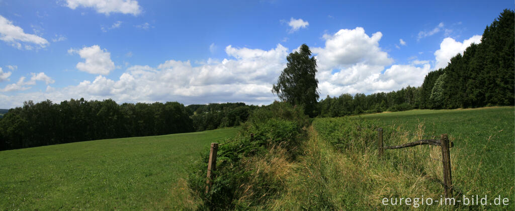 Detailansicht von Wanderweg bei Bellevaux in den Ardennen