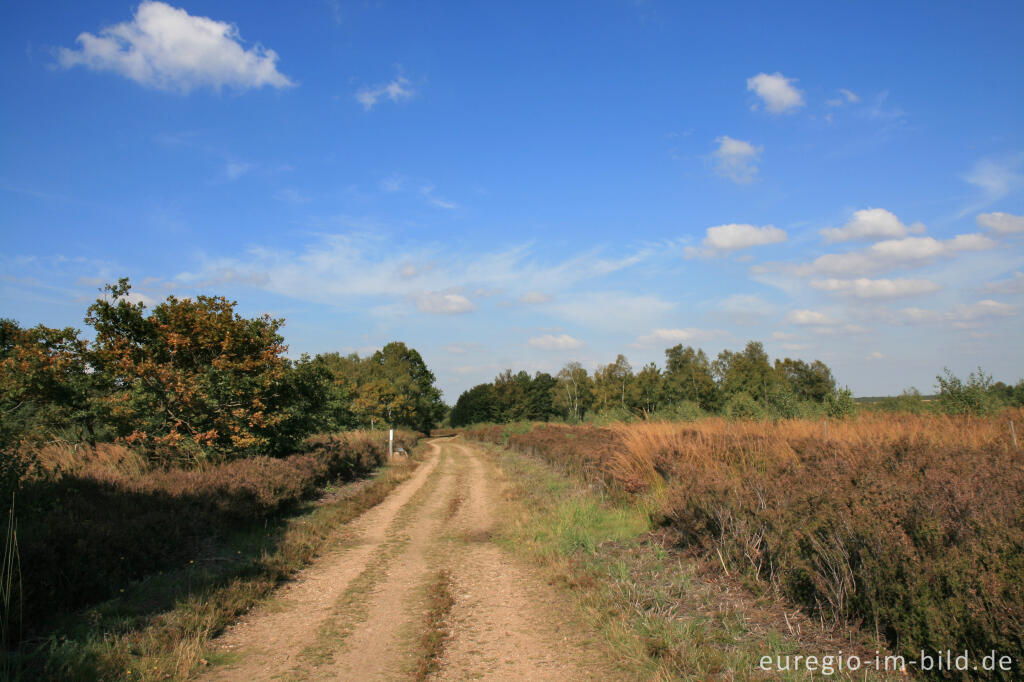 Detailansicht von Wanderweg, Drover Heide