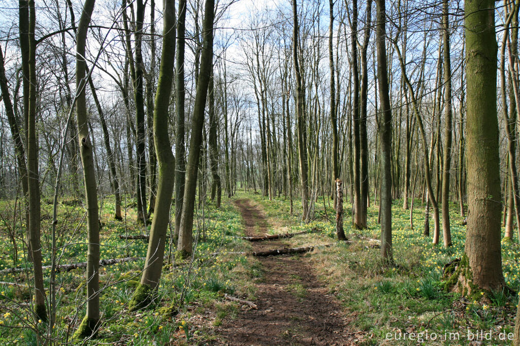 Detailansicht von Wanderweg durch den Narzissenwald bei Kelmis