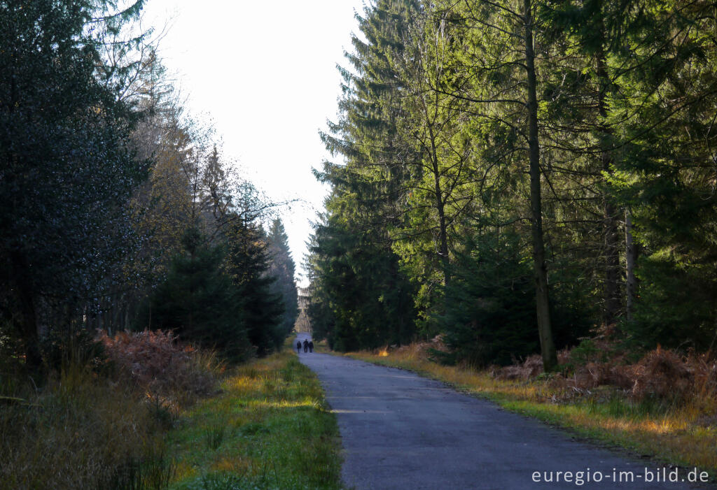 Detailansicht von Wanderweg durch den Wald auf den Struffelt