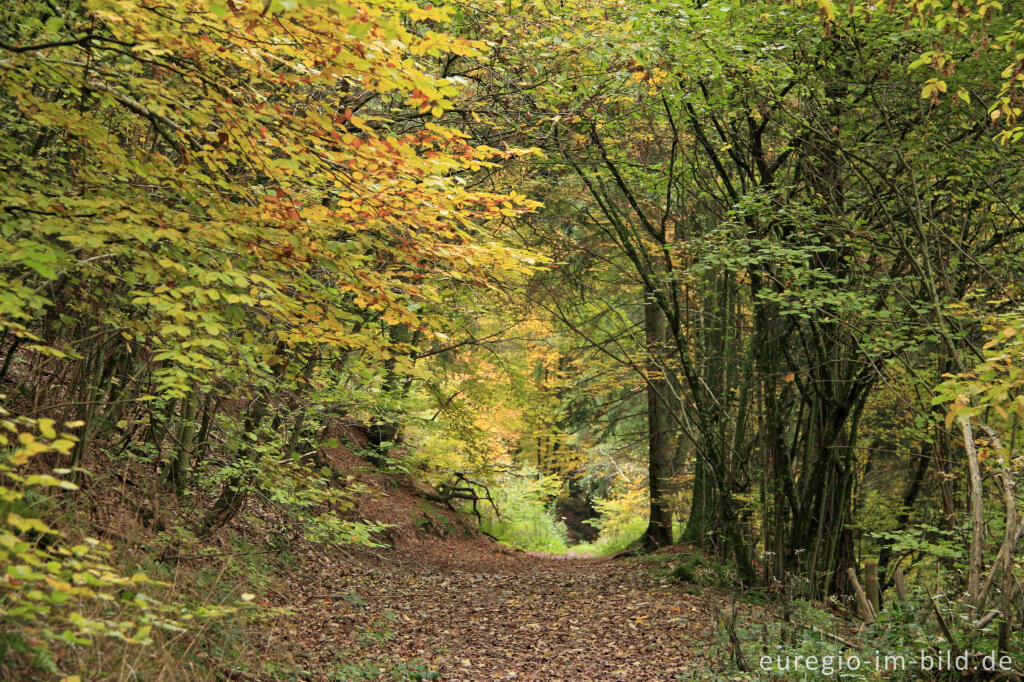 Wanderweg (Eifelsteig) im Buslichsgraben, Südeifel