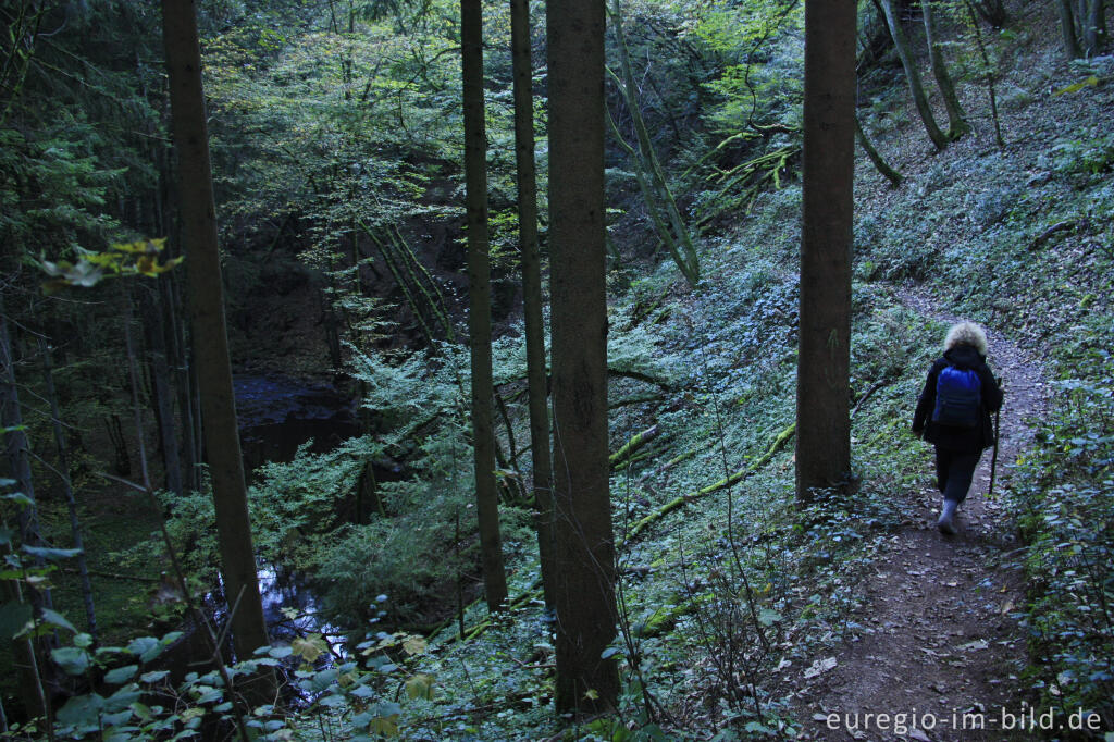 Wanderweg (Eifelsteig) im Salmtal