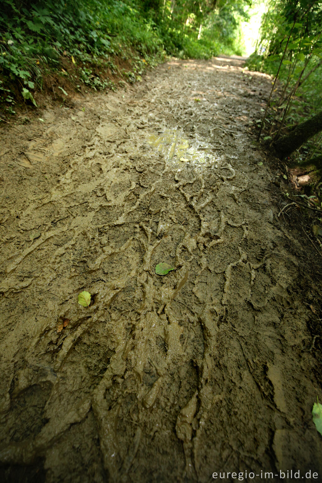 Detailansicht von Wanderweg entlang dem Ahbach zum Dreimühlenwasserfall