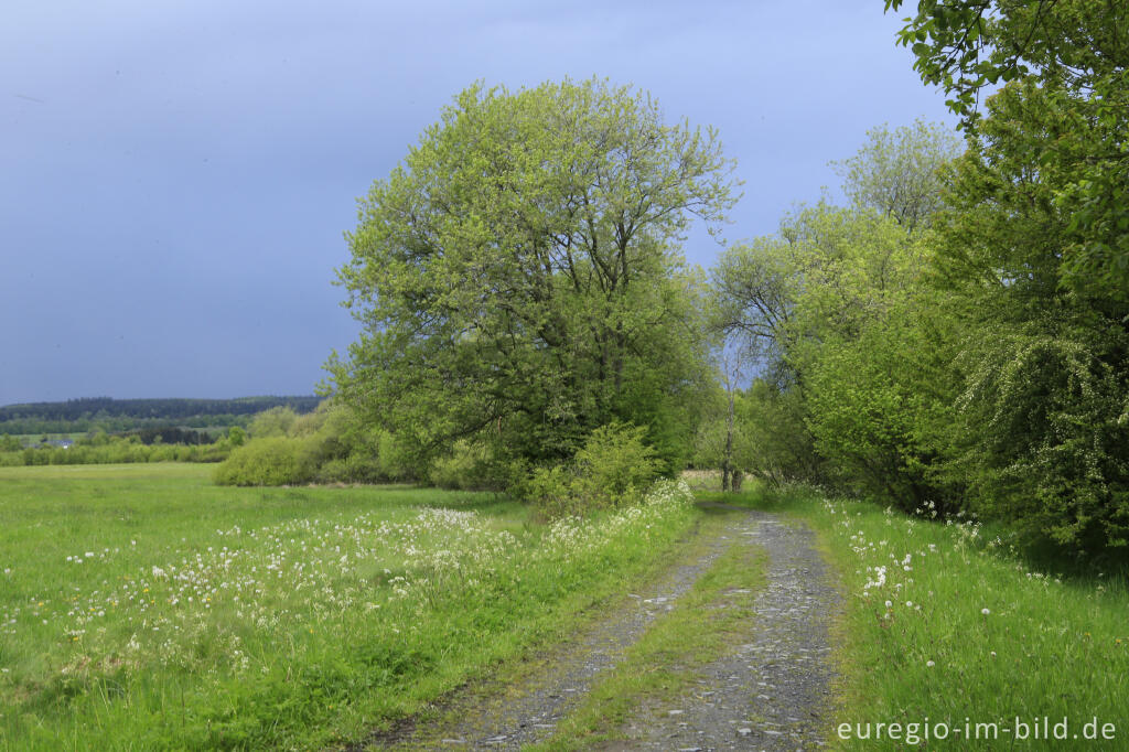 Detailansicht von Wanderweg entlang dem Kranzbruchvenn bei Simmerath 