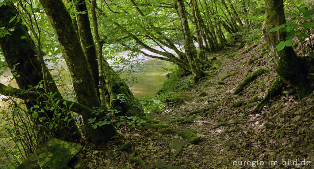 Detailansicht von Wanderweg entlang der Our zwischen Dasburg und Tintesmühle