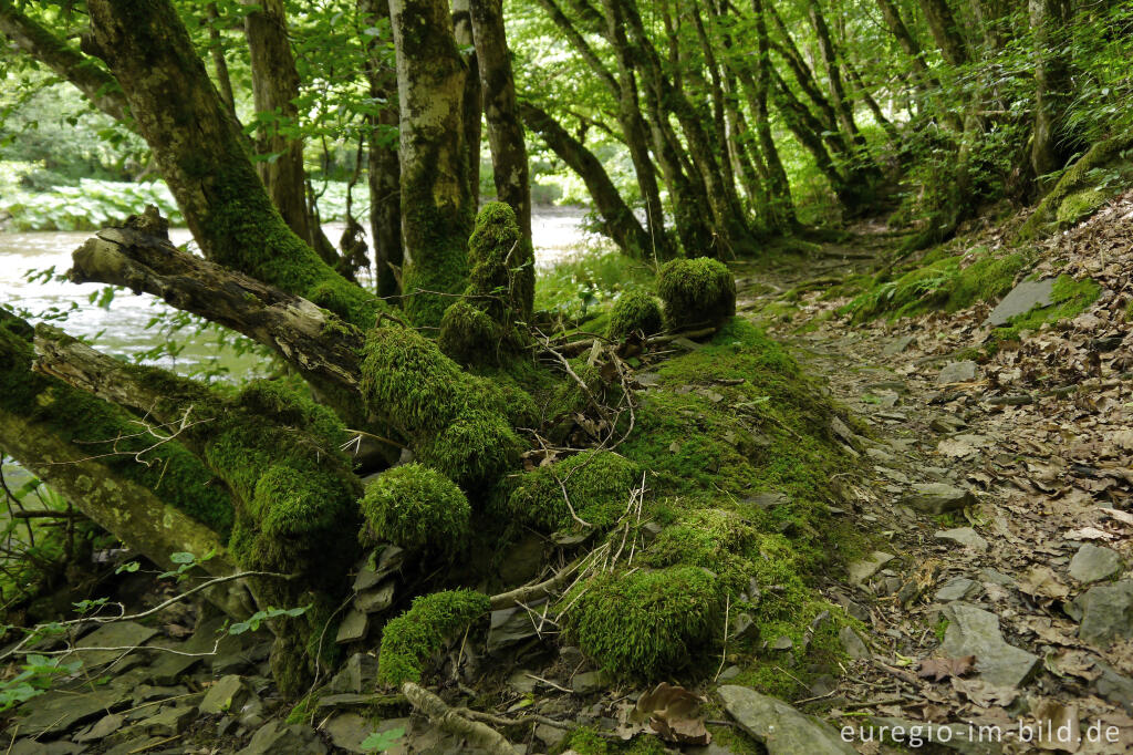 Detailansicht von Wanderweg entlang der Our zwischen Dasburg und Tintesmühle