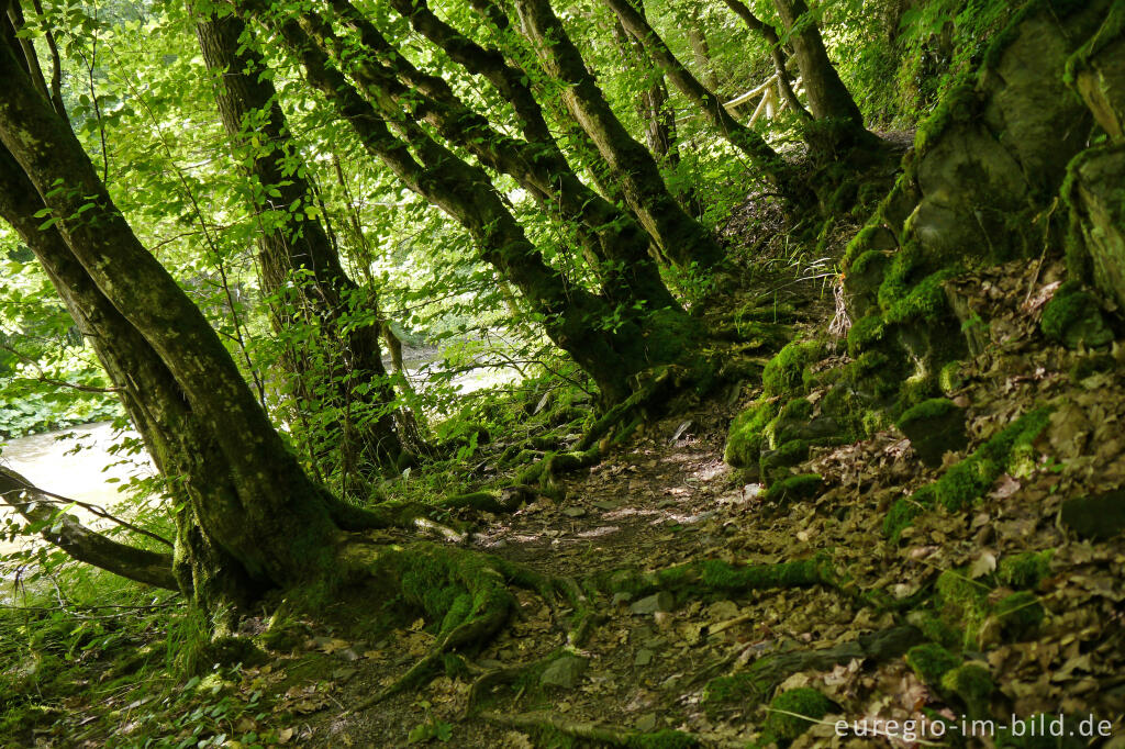 Detailansicht von Wanderweg entlang der Our zwischen Dasburg und Tintesmühle