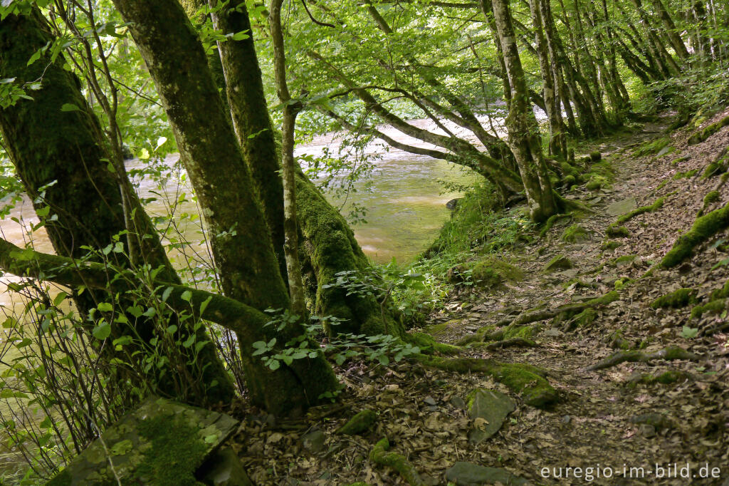 Detailansicht von Wanderweg entlang der Our zwischen Dasburg und Tintesmühle