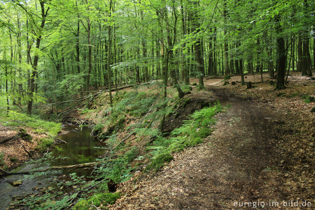 Wanderweg entlang der Weser / Vesdre bei Roetgen