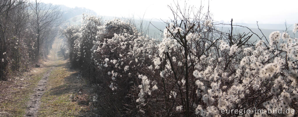 Detailansicht von Wanderweg (Grenzroute 1) auf dem Schneeberg