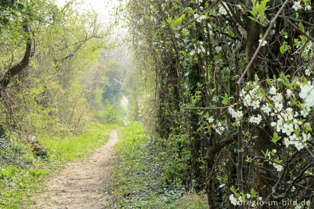 Detailansicht von Wanderweg Grenzroute 1 bei Orsbach (Aachen)