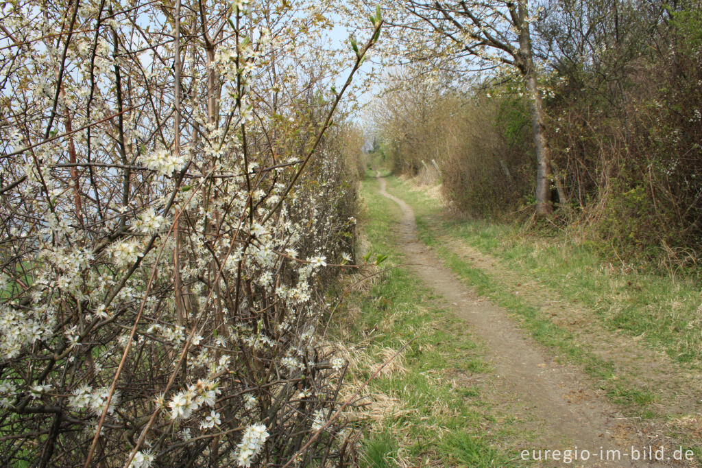 Wanderweg Grenzroute 1 bei Orsbach (Aachen)