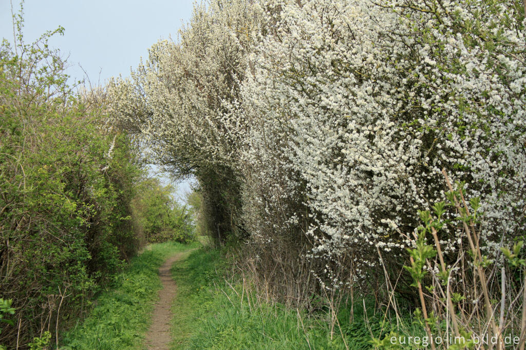 Detailansicht von Wanderweg Grenzroute 1 bei Orsbach (Aachen)