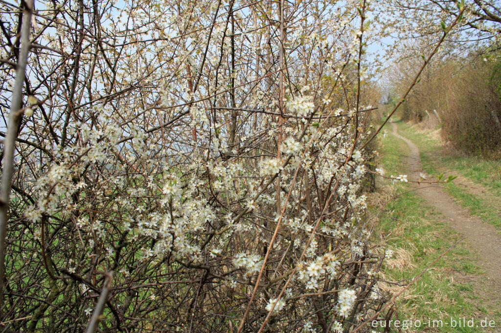 Detailansicht von Wanderweg Grenzroute 1 bei Orsbach (Aachen)