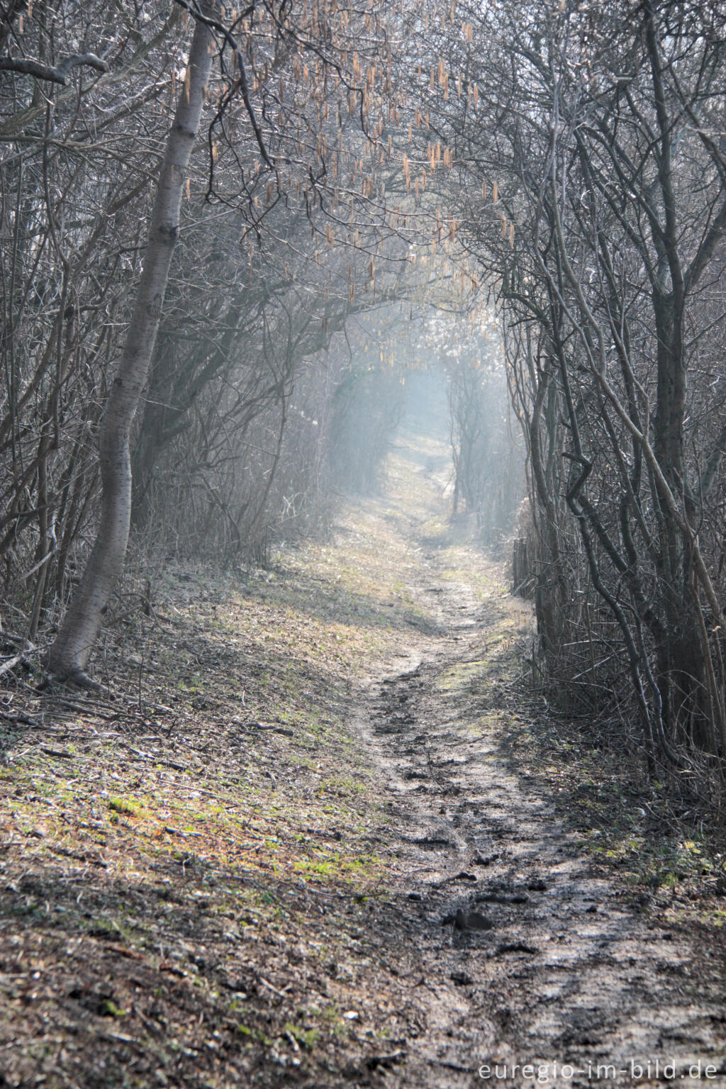 Detailansicht von Wanderweg (Grenzroute 1) in einem Heckenstrefen, Schneeberg