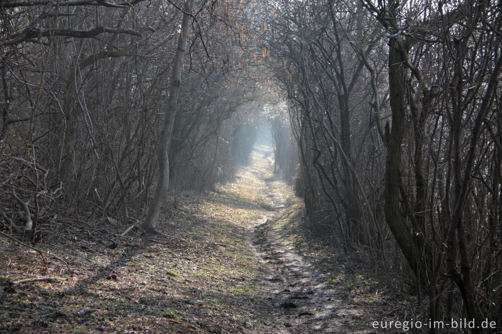 Detailansicht von Wanderweg (Grenzroute 1) in einem Heckenstrefen, Schneeberg