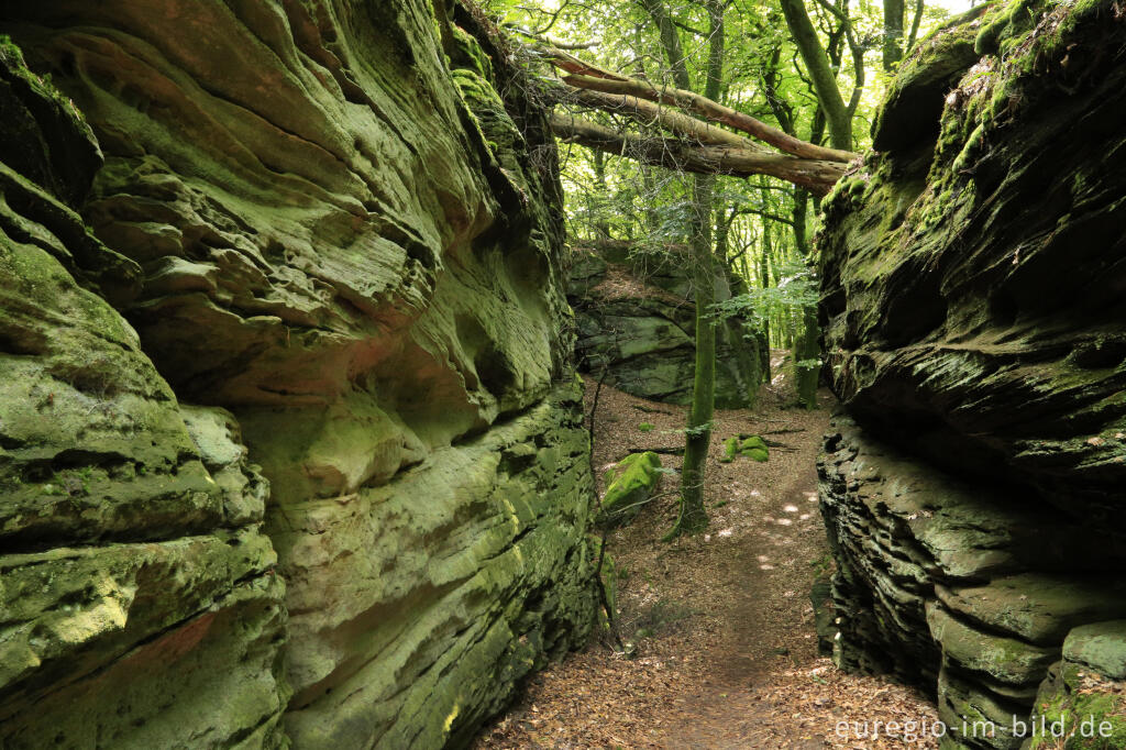 Detailansicht von Wanderweg "Grüne Hölle", Südeifel