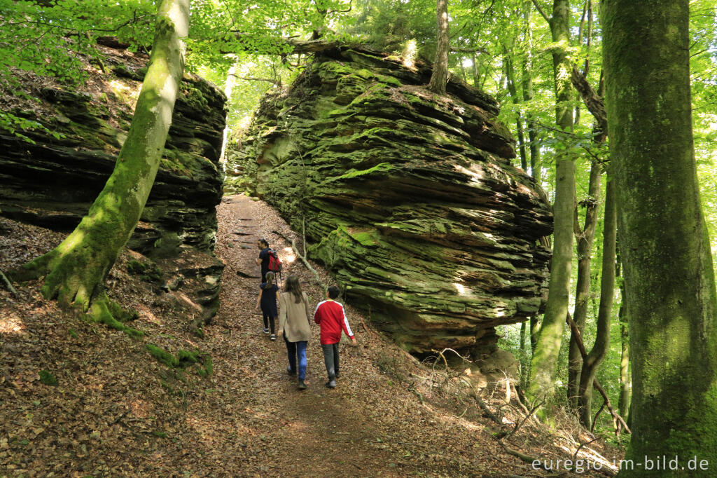 Detailansicht von Wanderweg "Grüne Hölle", Südeifel