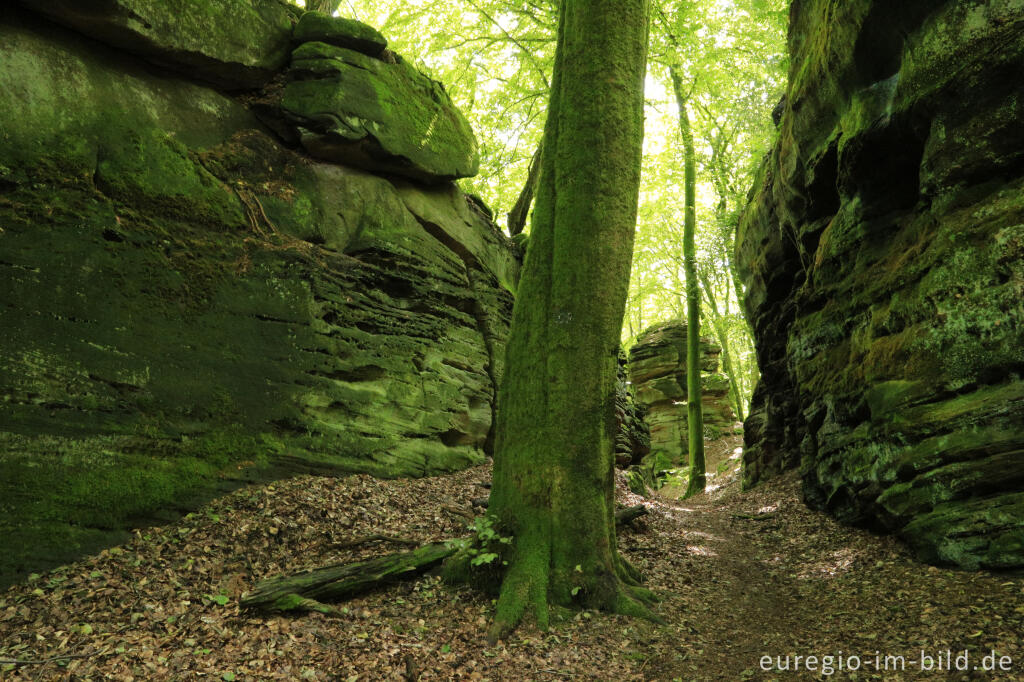 Detailansicht von Wanderweg "Grüne Hölle", Südeifel