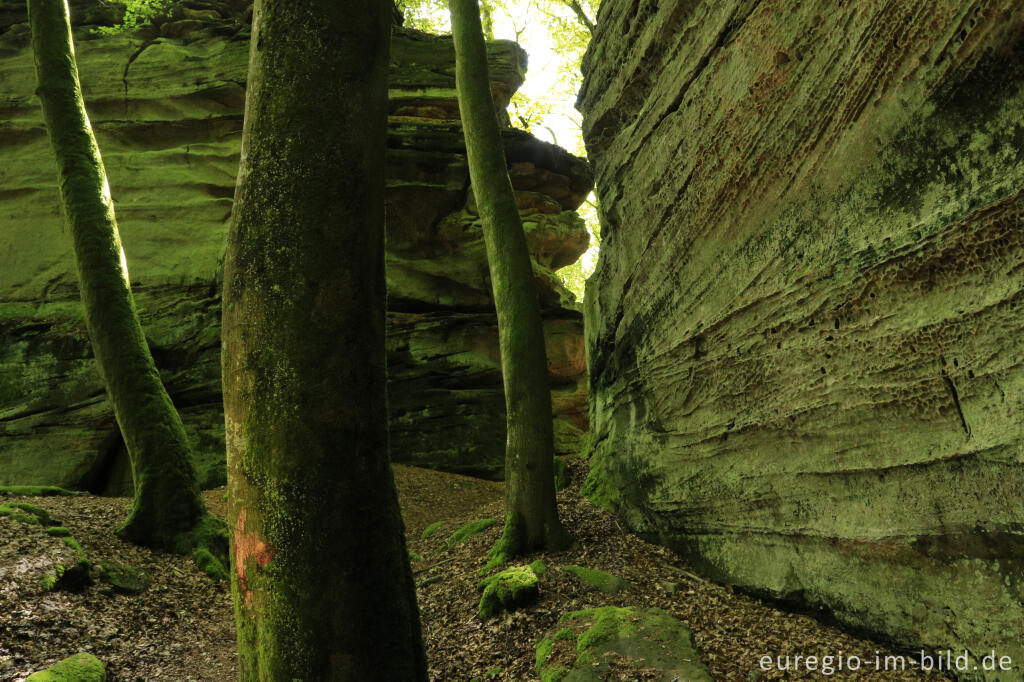 Detailansicht von Wanderweg "Grüne Hölle", Südeifel