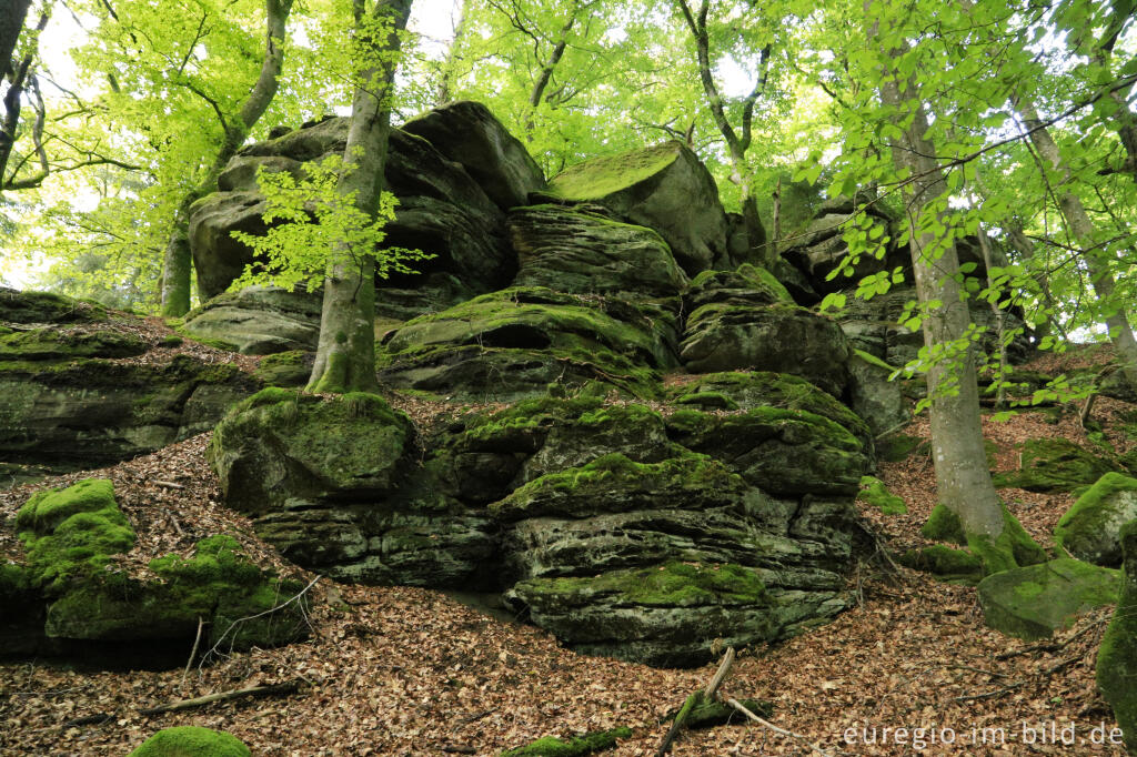 Detailansicht von Wanderweg "Grüne Hölle", Südeifel