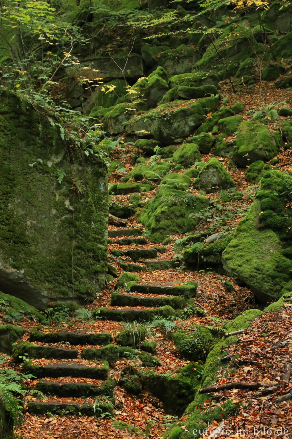 Detailansicht von Wanderweg "Grüne Hölle", Südeifel