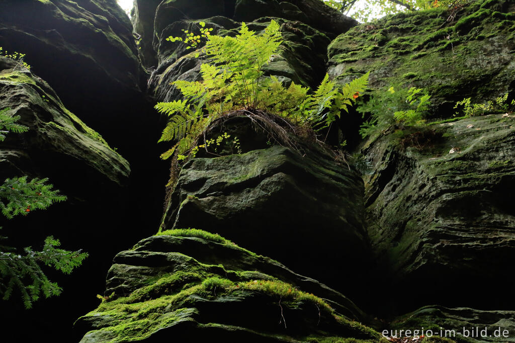 Detailansicht von Wanderweg "Grüne Hölle", Südeifel