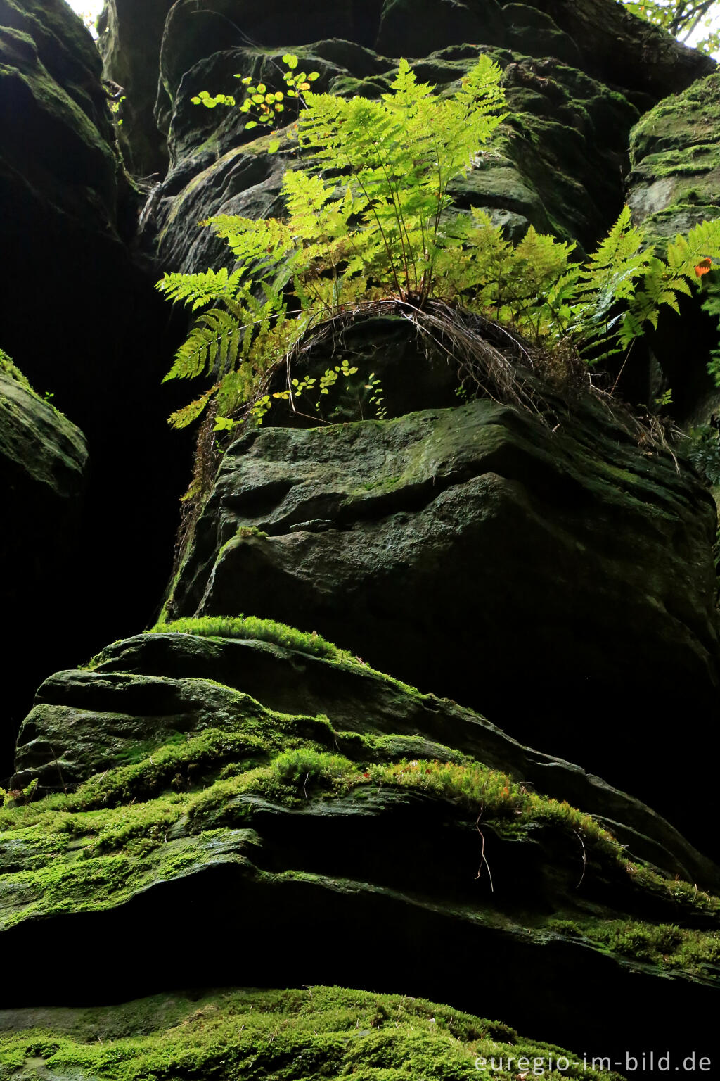 Detailansicht von Wanderweg "Grüne Hölle", Südeifel