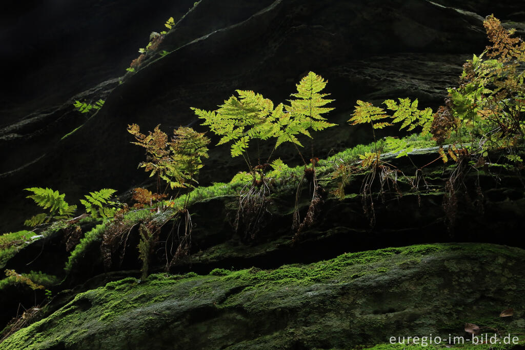 Detailansicht von Wanderweg "Grüne Hölle", Südeifel