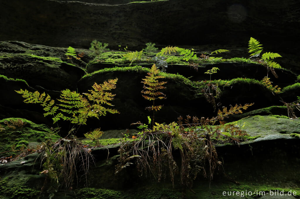 Detailansicht von Wanderweg "Grüne Hölle", Südeifel