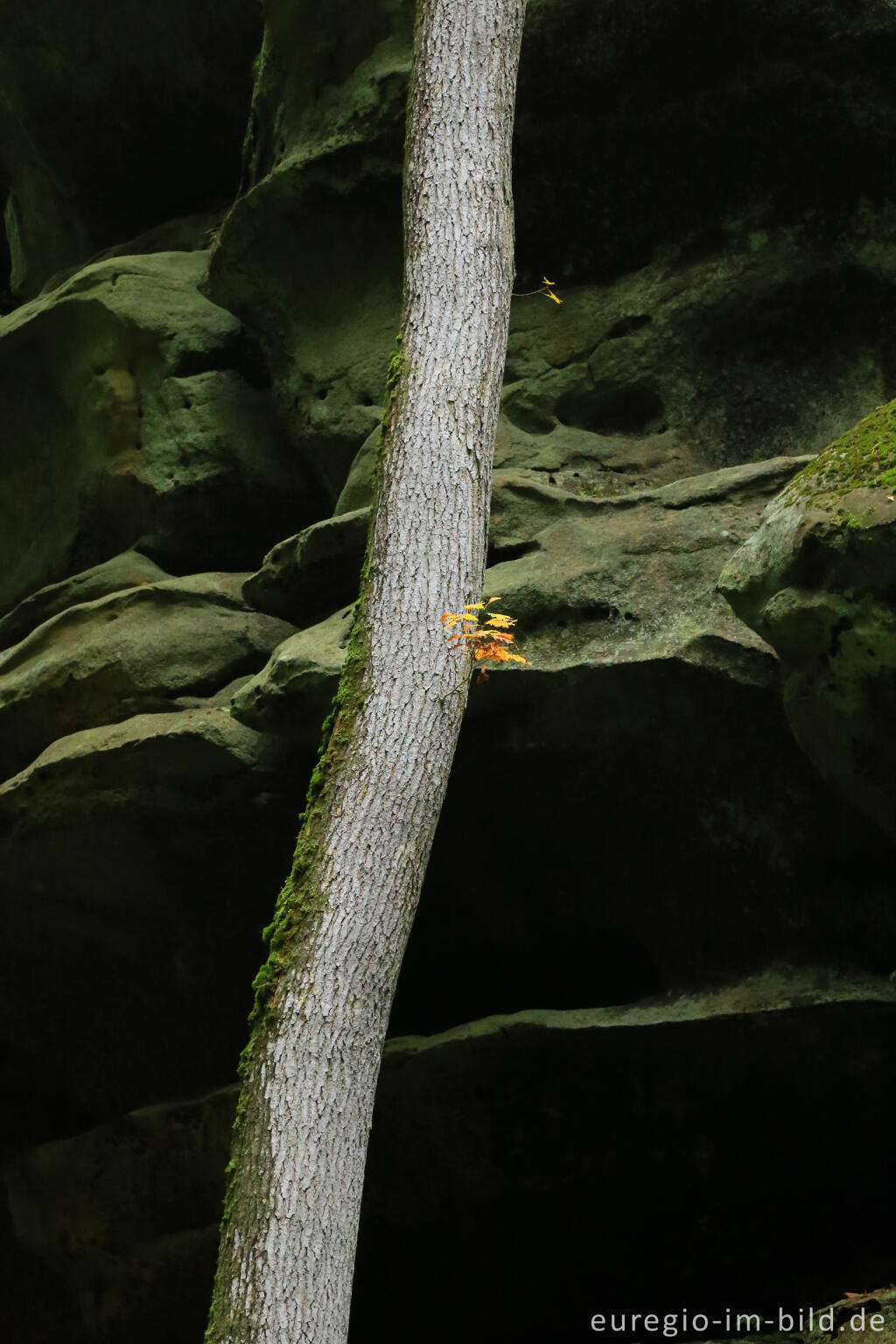 Detailansicht von Wanderweg "Grüne Hölle", Südeifel