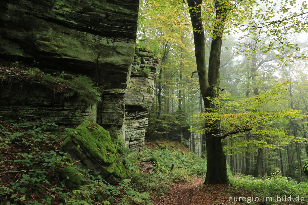 Detailansicht von Wanderweg "Grüne Hölle", Südeifel