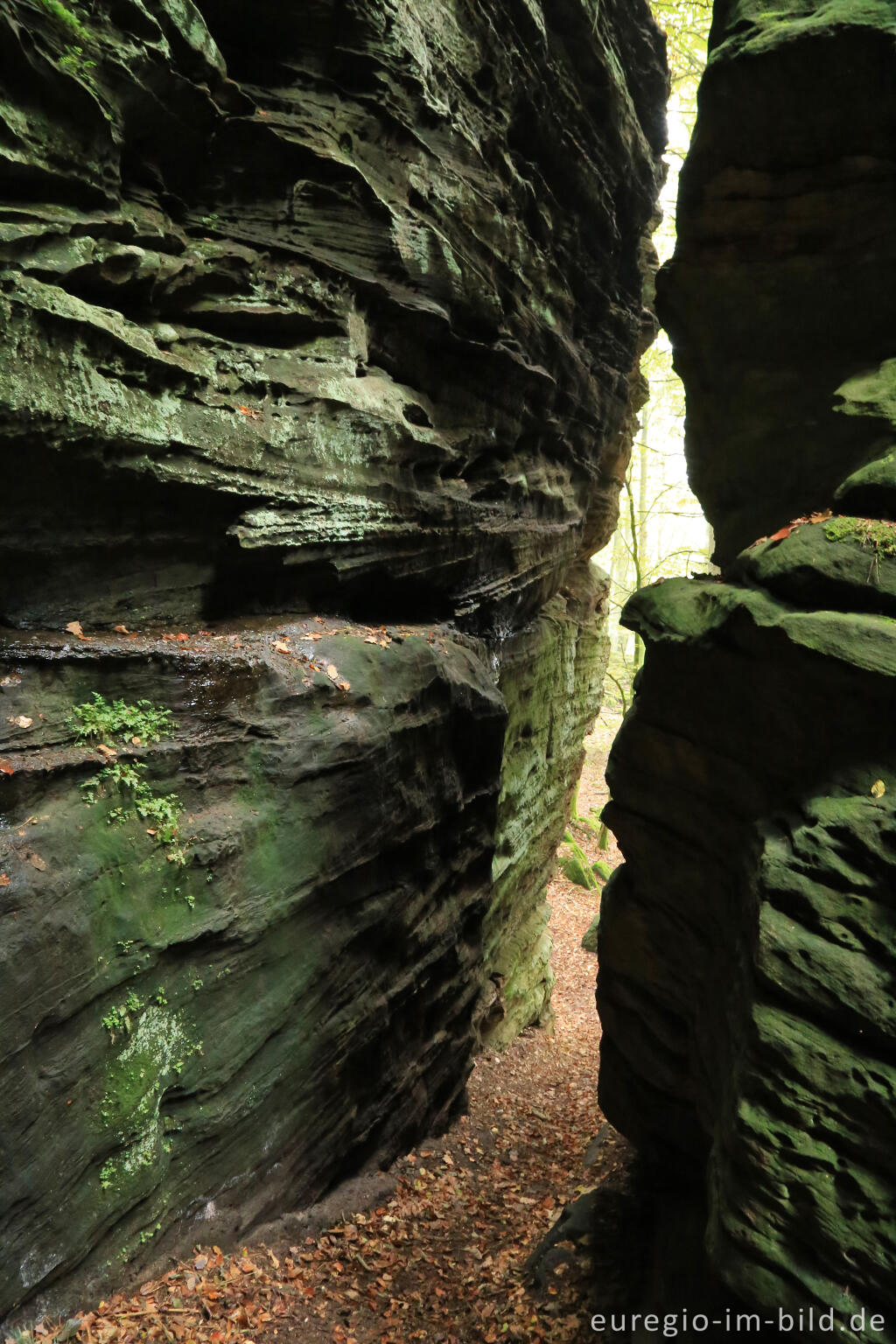 Detailansicht von Wanderweg "Grüne Hölle", Südeifel