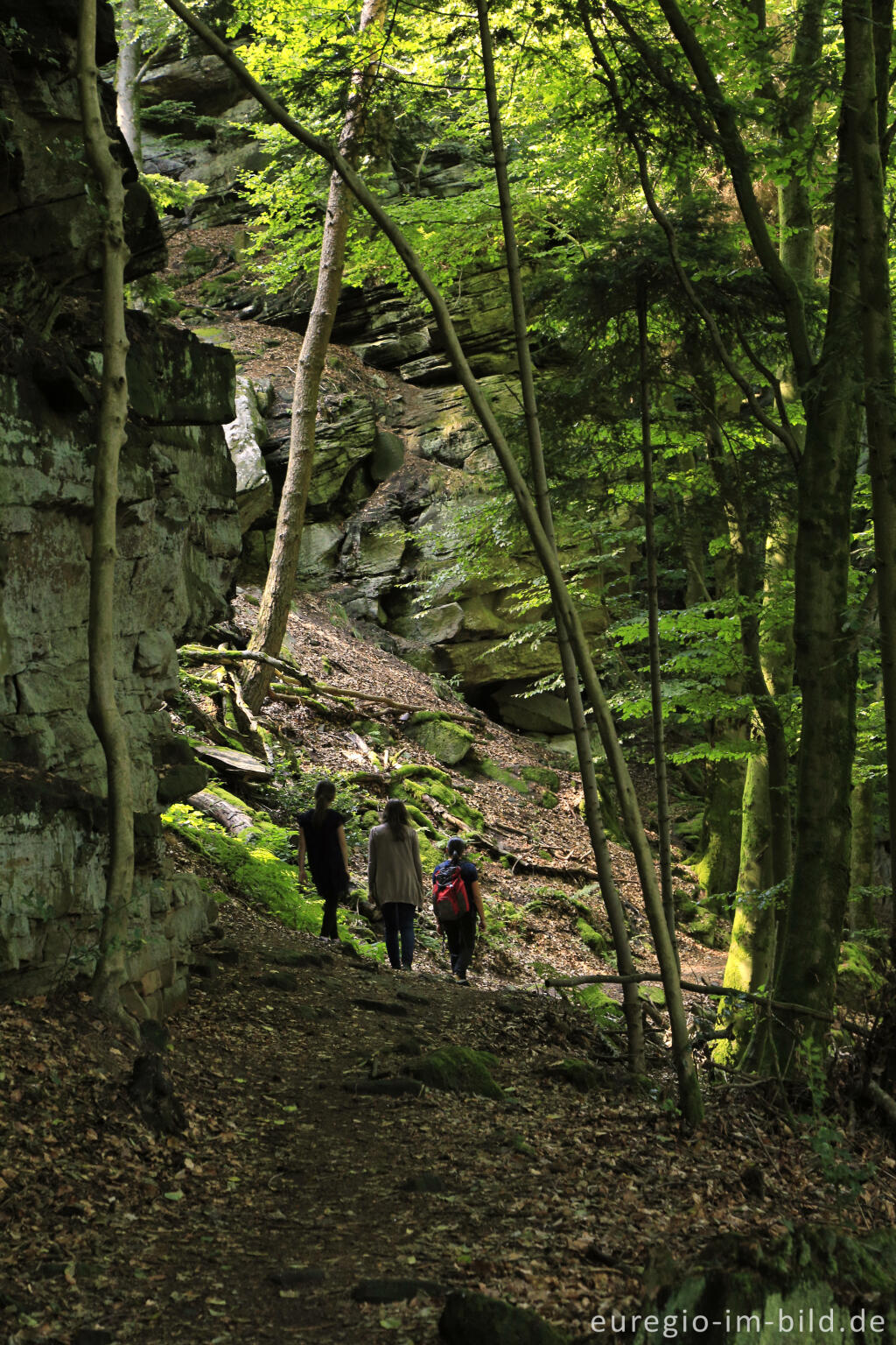 Detailansicht von Wanderweg "Grüne Hölle", Südeifel