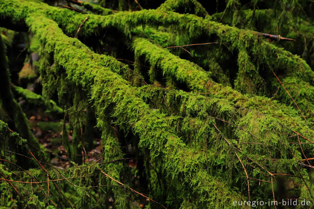 Detailansicht von Wanderweg Grüne Hölle, Südeifel