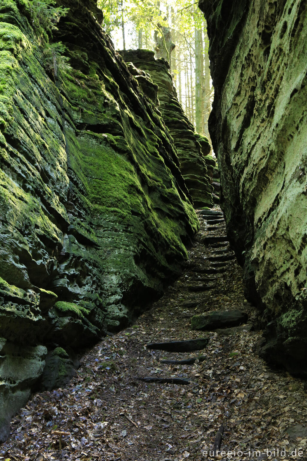 Detailansicht von Wanderweg "Grüne Hölle", Südeifel