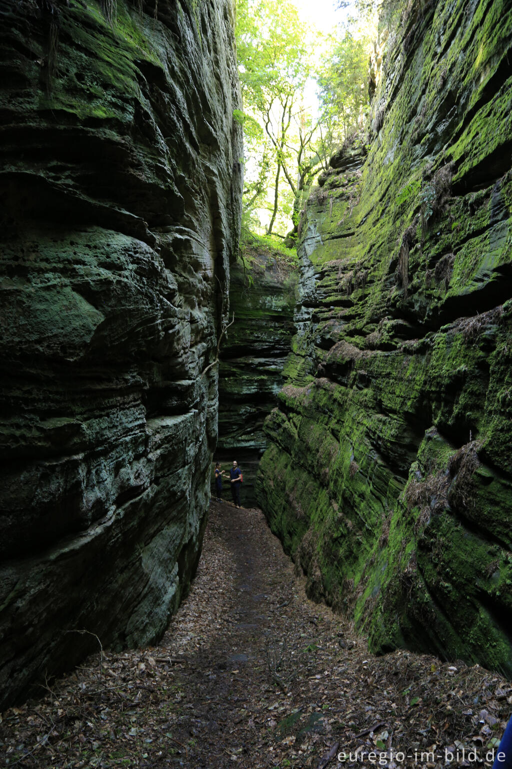 Detailansicht von Wanderweg "Grüne Hölle", Südeifel