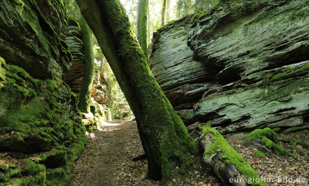 Detailansicht von Wanderweg "Grüne Hölle", Südeifel