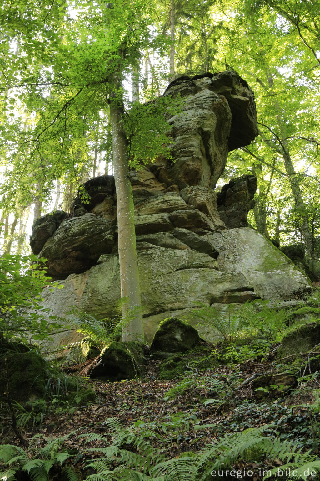 Detailansicht von Wanderweg "Grüne Hölle", Südeifel