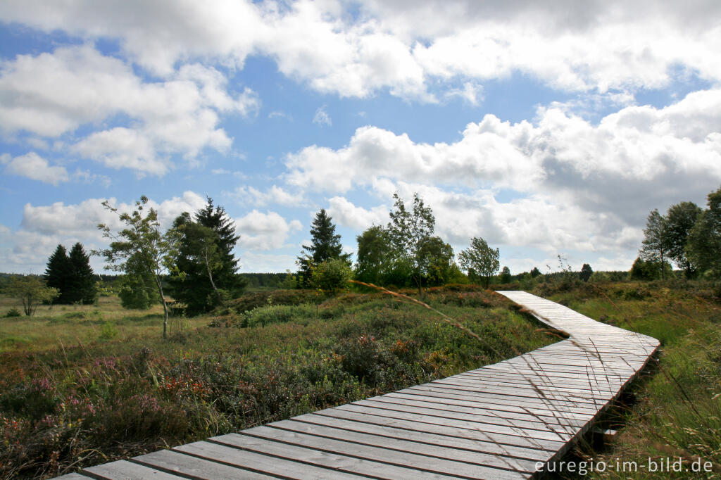 Detailansicht von Wanderweg im Brackvenn, Hohes Venn