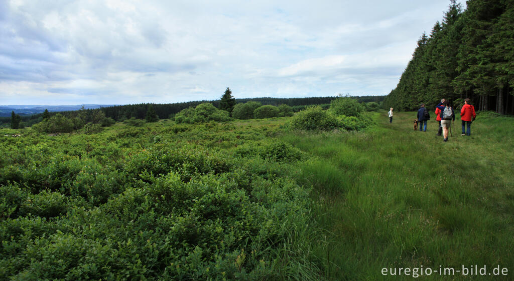 Wanderweg im Fraineu Venn, Hohes Venn bei Xhoffraix