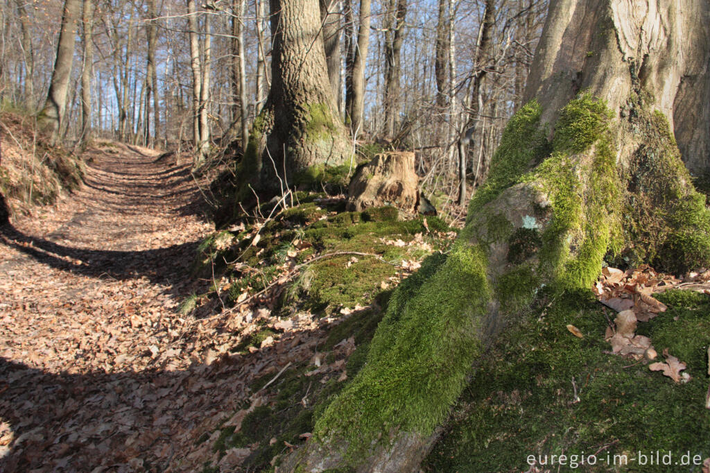 Detailansicht von Wanderweg im Göhltal bei Hergenrath, Belgien